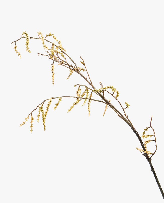 En Zara Home también tienen la mejor selección de plantas artificiales