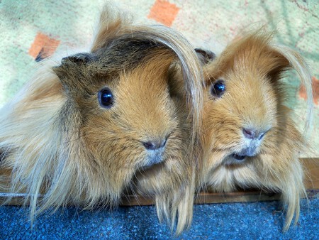 Dos ejemplares de cobaya.