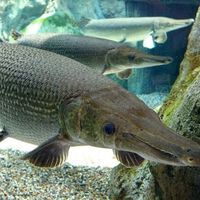 En Guatemala nacieron las primeras crías en cautiverio de este fósil viviente con 100 millones de años en la Tierra