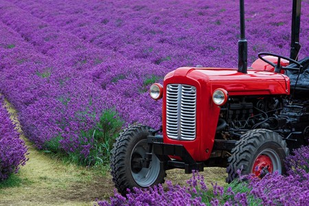 Mayfield Lavender Farm 4