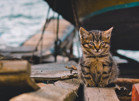 Gato en puerto de Estambul