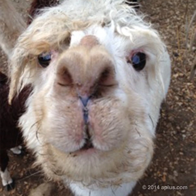 Wyatt Isabella Kutcher