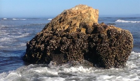 Un nuevo sistema de fabricación de polímeros más fuertes y elásticos gracias a mejillones