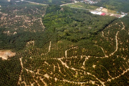 Biodiesel Aceite Palma6