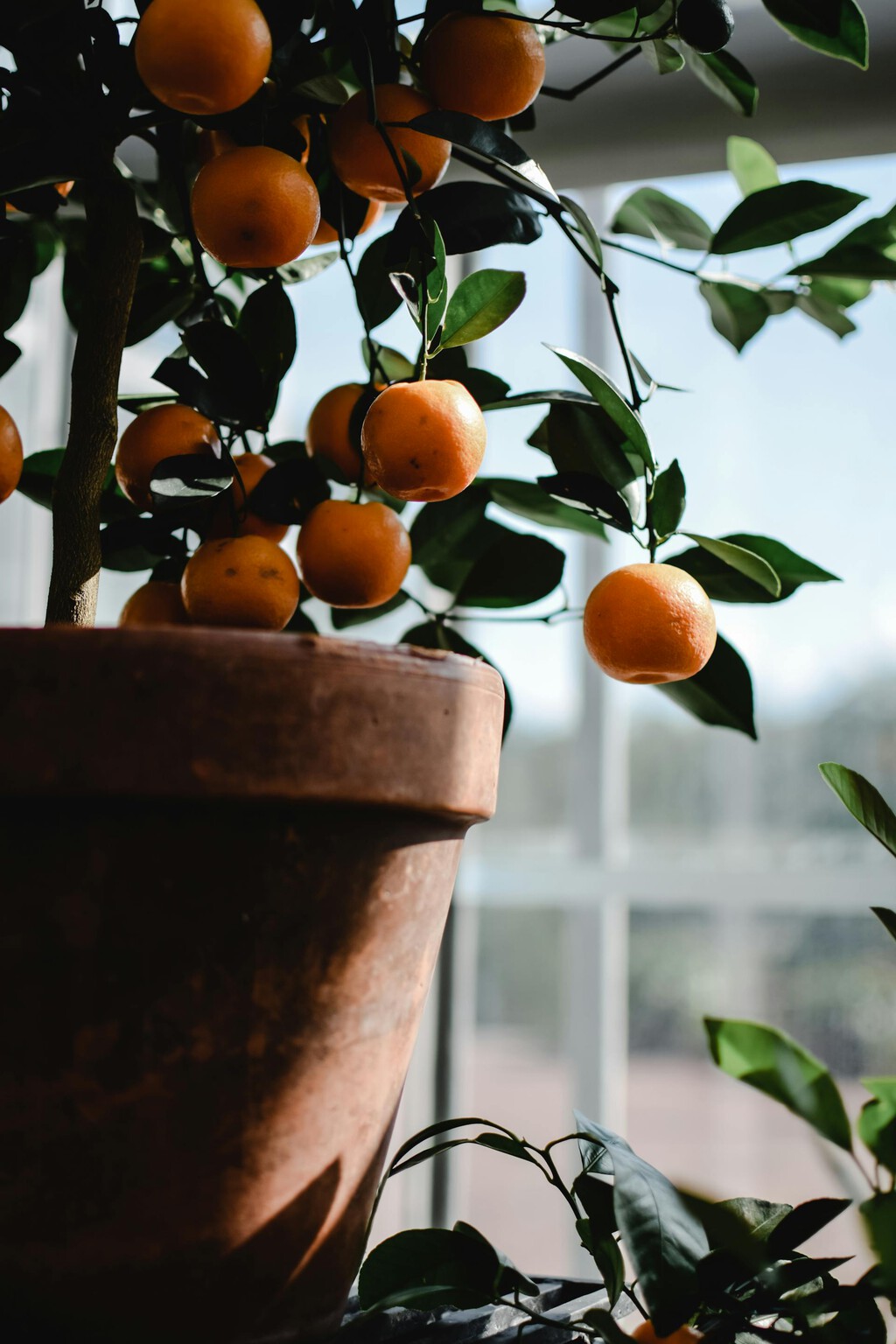Quiero cultivar frutas dentro de casa: estos son los árboles que se dan bien en interiores 