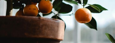 Quiero cultivar frutas dentro de casa: estos son los árboles que se dan bien en interiores 