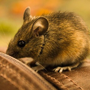 Tres claves para evitar atraer a ratas y ratones en casa o en el jardín