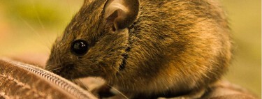 Tres claves para evitar que ratas y ratones entren en casa o en el jardín