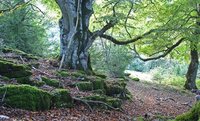 El Reino Unido venderá parte de sus bosques para 'atajar' su grave crisis fiscal