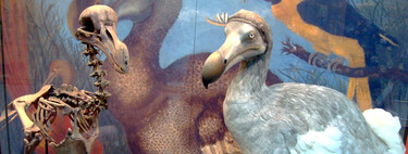Una startup multimillonaria quiere resucitar al dodo y al mamut de entre las especies extintas 