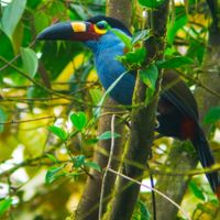 Avistamiento de aves en Quito