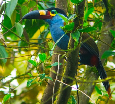 Avistamiento de aves en Quito