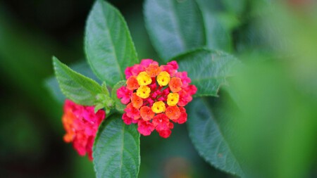Lantana con flores amarillas y rosas