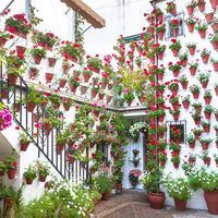 Flores y color en la fiesta de los Patios de Córdoba 2018