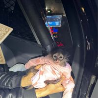 La policía le para por exceso de velocidad con su Rolls-Royce. Le acaban deteniendo por conducir borracho, por tráfico de droga… y por llevar un mono de acompañante