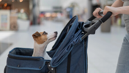 corea-cochecito-perro