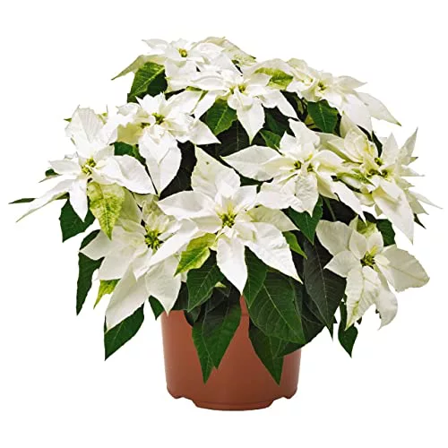 Planta de la Navidad Natural de Color Blanco DECOALIVE 