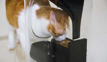 Bistro revolucionará la forma en la que cuidamos a nuestros gatos