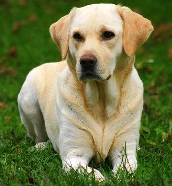 Singularidades extraordinarias de animales ordinarios (XXXIX): el perro
