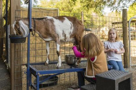 A partir de ahora las fórmulas infantiles podrán hacerse también con leche de cabra