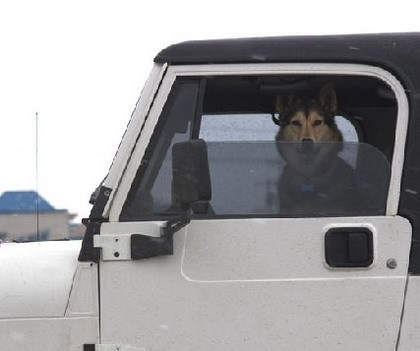 Animales gato perro conduciendo