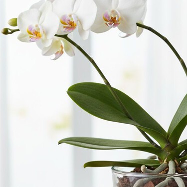 Si tu orquídea tiene raíces plateadas, es hora de aplicar este truco de jardinería