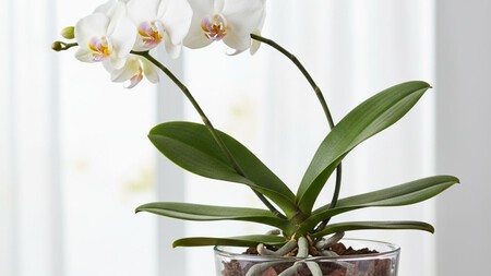 Si tu orquídea tiene raíces plateadas, es hora de aplicar este truco de jardinería