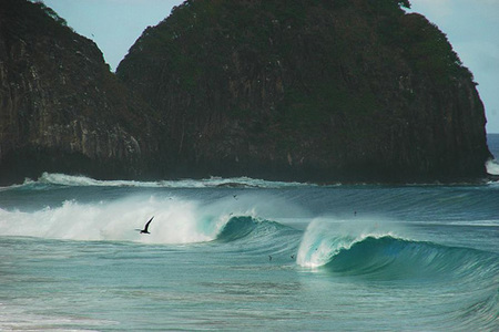 pajaro_sobre_olas_rocas_fondo.jpg