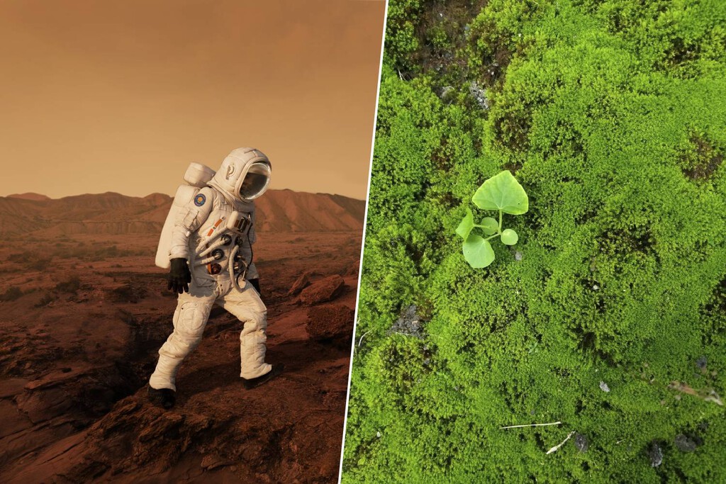 Hemos cubierto la ISS de musgo con un solo objetivo. Y ahora la posibilidad de "terraformar" Marte está más cerca