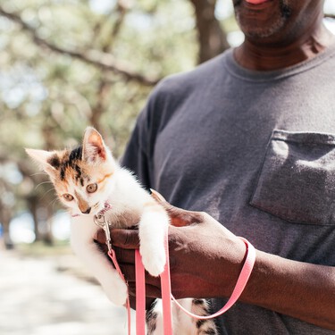Es posible sacar a pasear al gato a la calle y que lo disfrute. Este es el método para acostumbrarlo 