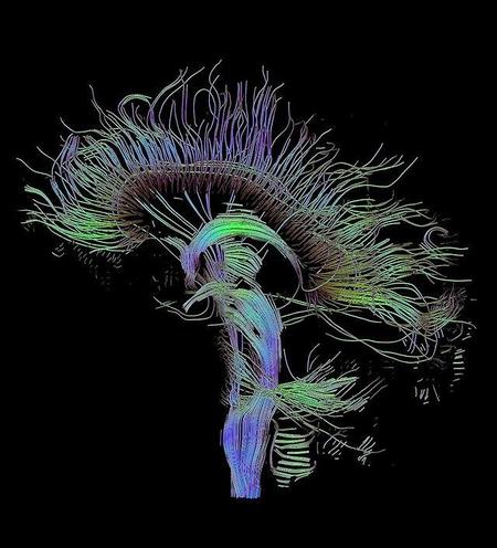 ¿Las drogas estuvieron implicadas en el desarrollo evolutivo de la humanidad?