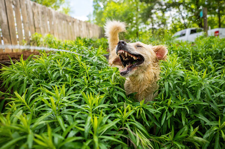 Es difícil no sonreír con las fotos de mascotas ganadoras del concurso Animal Friends Comedy Pet Photo Awards 2021