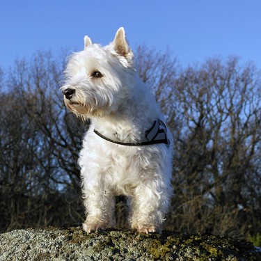 El West Highland white terrier, la raza de los 90 que puede ser tu perro ideal: valiente, activo, noble 