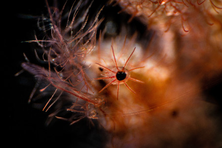 Supermacro Ludovic Galko Rundgren Eye Got