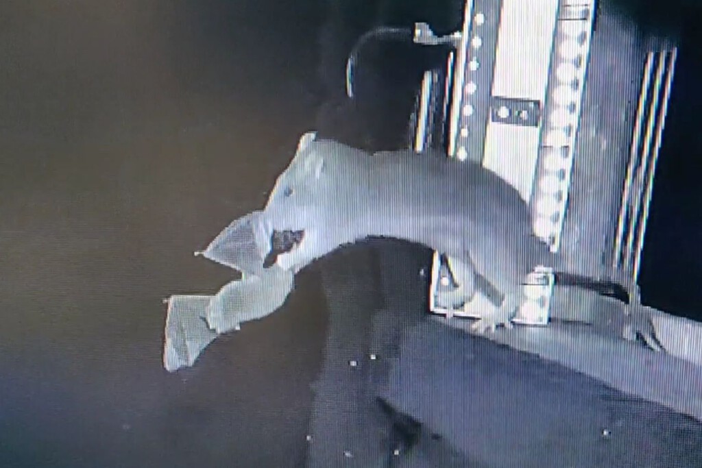 Científicos descubren un comportamiento inusual y aterrador en las ratas: cazan murciélagos en la oscuridad. Noticias en tiempo real