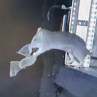 Científicos descubren un comportamiento inusual y aterrador en las ratas: cazan murciélagos en la oscuridad