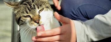 ¿Tu gato te lame? Estos son los motivos y no siempre es algo bueno 