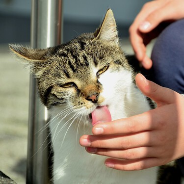 ¿Tu gato te lame? Estos son los motivos y no siempre es algo bueno 