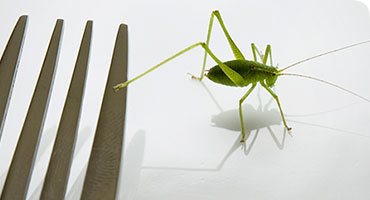 Cómete los insectos del Museo de Historia Natural de Londres