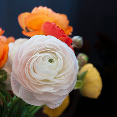 Ranúnculos: cómo plantar y cuidar la flor más elegante para llenar tu hogar de color y frescura 