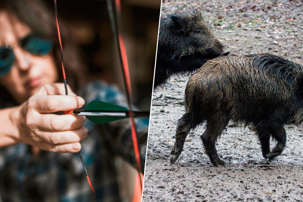 En España se ha recuperado una antigua práctica de la Edad Media: cazar jabalíes con arqueros para alejarlos de la ciudad