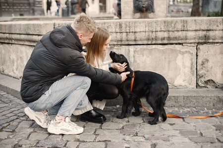 Acariciar perros en la calle