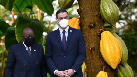 La Crisis Del Cacao No Sera Tal Si El Csci Logra Que Se Cultive Fuera Del Tropico Al Igual Que Lo Logro Con El Aguacate