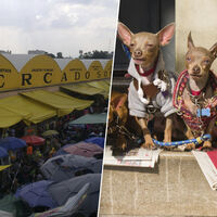 La venta de animales en mercados lleva años generando polémica en Ciudad de México. Acaba de cobrarse su mayor presa