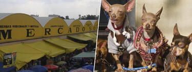 Ciudad de México lleva años preguntándose qué hacer con su mercado de animales vivos más polémico. Ya tiene respuesta