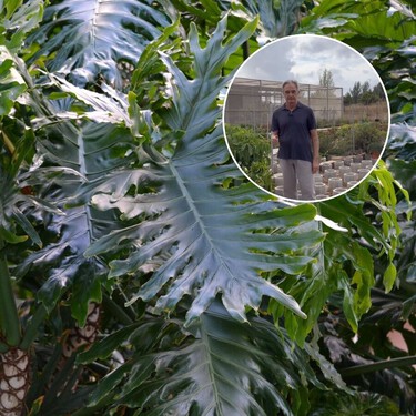 Este experto en plantas explica qué debes evitar comprar en cualquier vivero: plantas grandes en maceta pequeña