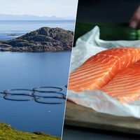 El gran engaño del salmón: su verdadero color es gris pero la industria lleva años gastando millones para ocultarlo