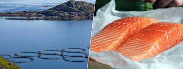 El gran engaño del salmón: su verdadero color es gris pero la industria lleva años gastando millones para ocultarlo