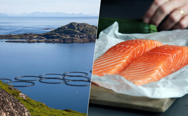 Salmon