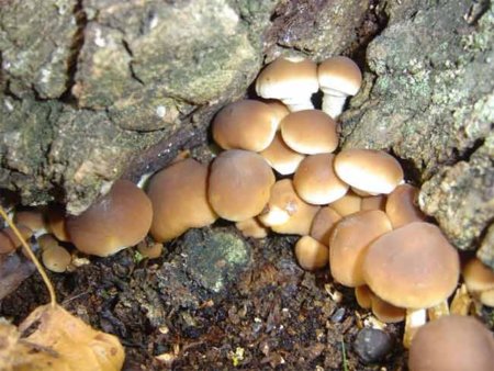 Setas, un alimento completo del otoño